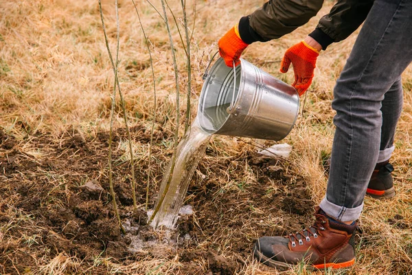 İsimsiz bir adam taze ekilmiş bir ağacın üzerine metal bir kovadan su döküyor..