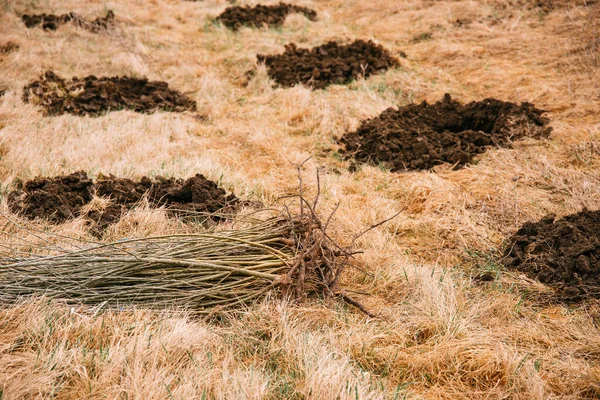 Yanlarındaki deliklere dikilmeye hazır genç ağaçlar var..