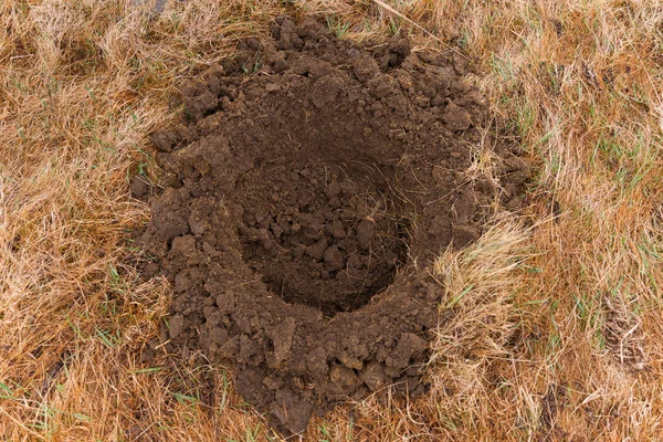 芝生の乾燥場に屋外で木を植えるために作られた円形の地面の穴. — ストック写真