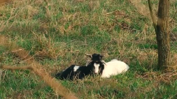 Filmación de dos lindas cabras jóvenes que yacen sobre hierba verde durante la primavera — Vídeos de Stock