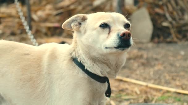 Imágenes de cerca de un hermoso perro blanco mirando hacia otro lado — Vídeos de Stock