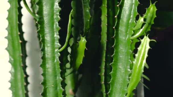 Gros plan panoramique vidéo de grande plante de cactus — Video