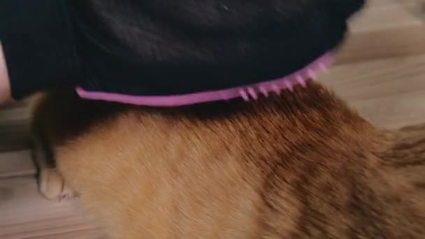 Imágenes de cerca del mejor guante de silicona para eliminar el pelo de las mascotas — Vídeos de Stock
