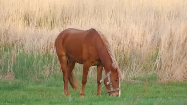 Footage of beautiful Horse eating grass near river in rural scene. — Video Stock