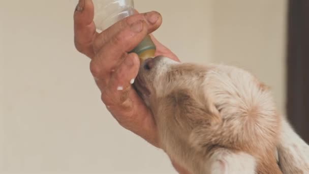 Close up filmato di contadino alimentazione capretta da una bottiglia con latte. — Video Stock