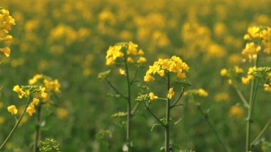 İlkbahar zamanı tecavüz çiçeğinin görüntülerini kapat.