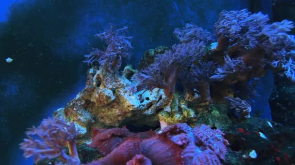Vibrant colourful and beautiful underwater view of seascape with various corals — Stockvideo