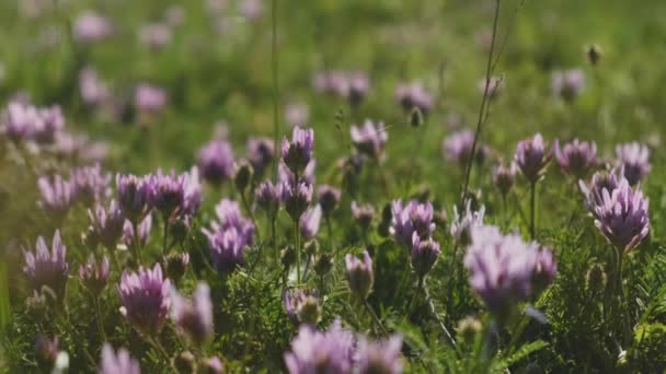 Close up vídeo de belas flores silvestres durante a primavera — Vídeo de Stock