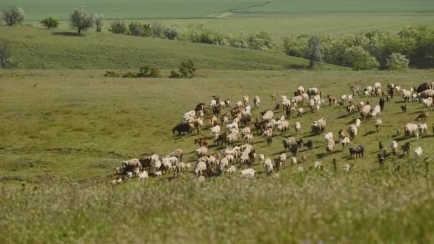 丘の上に草を食べる上で多くの羊の風景ビデオ — ストック動画