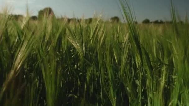 运动相机视频槽绿小麦绿地 — 图库视频影像