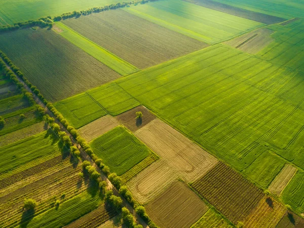 Όμορφη Εναέρια Άποψη Από Ψηλά Της Γης Καλλιέργειες Πράσινα Λιβάδια — Φωτογραφία Αρχείου