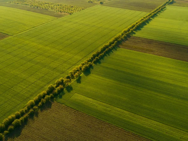 Prachtig Uitzicht Vanuit Lucht Van Boven Land Met Gewassen Groene — Stockfoto