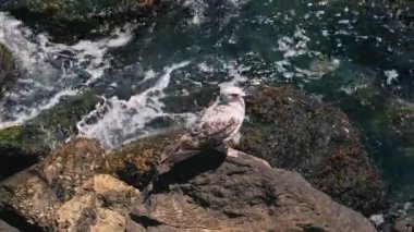 Deniz dalgalarının yakınındaki kayalarda yalnız bir martı görüntüsü..