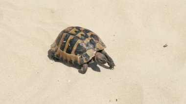 Close up footage of big turtle walking on sand near beach during sunny day.