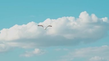 Gökyüzünde uçan tek bir martının görüntüsü.