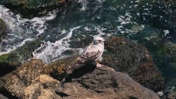 Footage Alone Seagull Sitting Rocks Sea Waves — Stockvideo