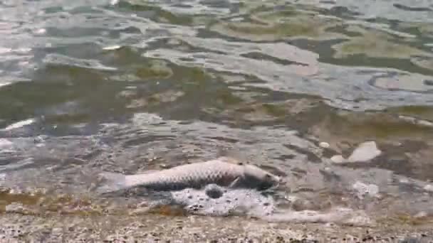 Footage Ecologic Water Disaster Dead Fish Water — Αρχείο Βίντεο