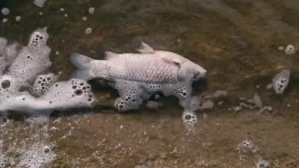 Footage Ecologic Water Disaster Dead Fish Water — Stockvideo
