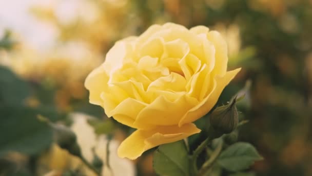 Close Video Yellow Rose Garden Sunset Warm Light — Vídeo de stock