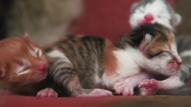 Close up footage of small lovely kitties a weak from born.