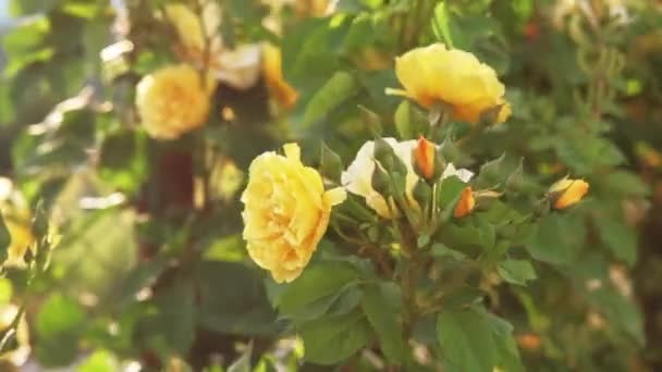 Záběry Krásné Žluté Růže Teplém Slunečním Světle Pozadí — Stock video