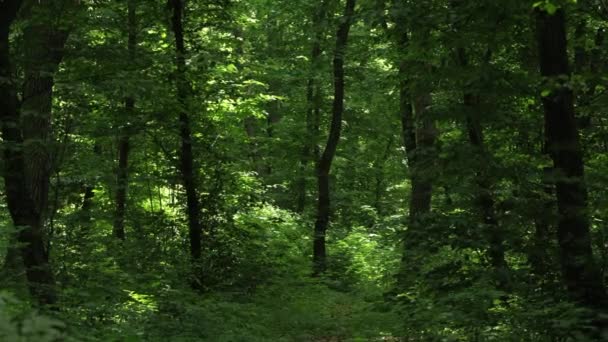 Video Beautiful Peaceful Green Forest Background Summer – Stock-video