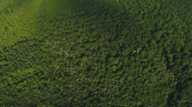 Yaz günlerinde yukarıdan güzel yeşil ormanın insansız hava aracı videosu.