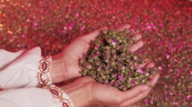 Close up video of woman holding dried rose flowers, process of preparing herbs for medicinal tea.