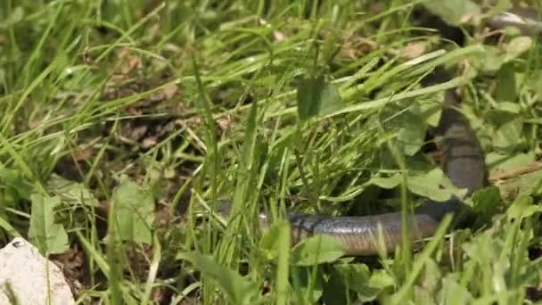 Close Video Little Snake Moving Trough Green Grass — Αρχείο Βίντεο