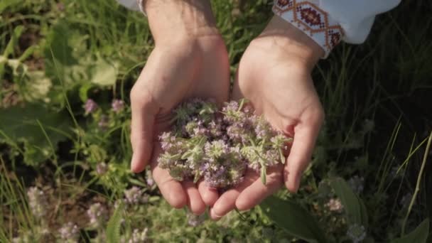 Close Video Woman Holding Medicinal Herbs Hands Tea — Video