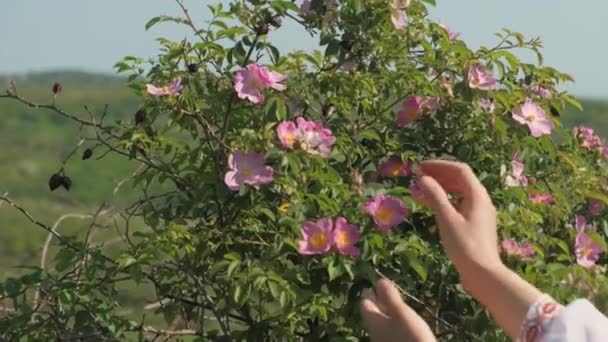 Footage Woman Collecting Pink Rose Flowers Tea — Stock videók