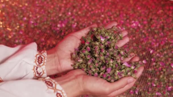 Крупним Планом Відео Жінки Тримає Сухі Квіти Троянд Процес Приготування — стокове відео