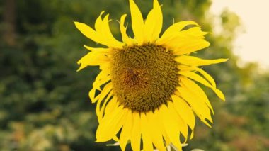 Üzerinde arı olan ayçiçeğinin nektar topladığı videoyu kapat.