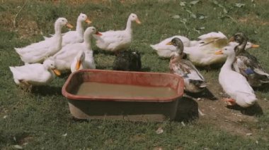 Footage of many ducks at farm drinking water on summer sunny day.