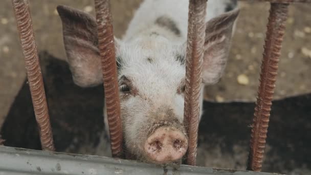 Video Little Pig Farm Looking Camera — Vídeos de Stock