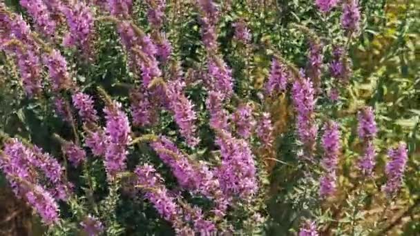 Background Video Beautiful Violet Flowers Windy Day — Wideo stockowe