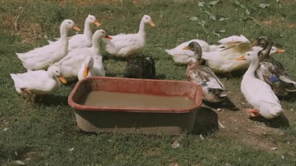 Footage Many Ducks Farm Drinking Water Summer Sunny Day — Αρχείο Βίντεο