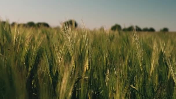 Close Video Green Wheat Land Sunrise — 图库视频影像