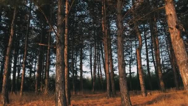 Cinematic Motion Footage Beautiful Scenic View Pine Tree Forest Morning — Video