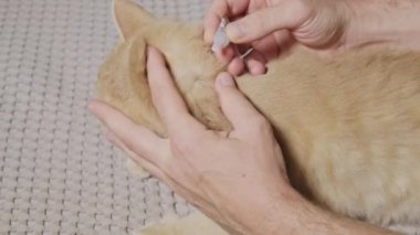 Footage of the vet deworms the cat for fleas with special liquid.