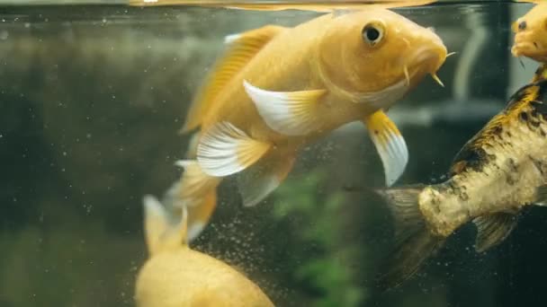 Close Footage Yellow Fish Swim Aquarium — Stockvideo