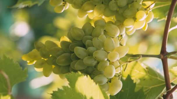 Vertical Footage Beautiful White Grapes Winery Yard Good Wine — Stock video