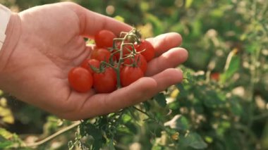Close up video of farmers hand holding tomatoes cherries near garden background.
