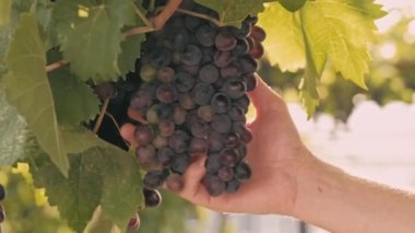 Close up video of farmer hands checking grapes in wine yard.
