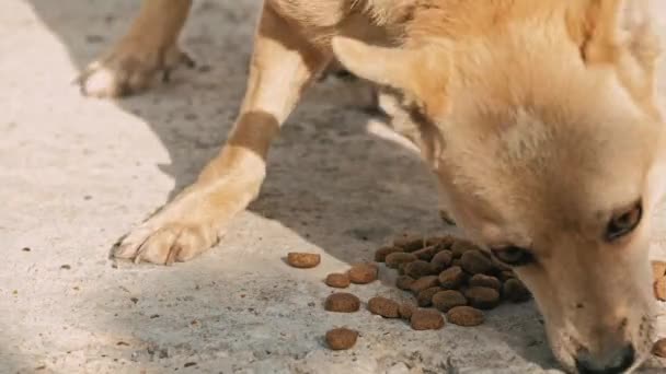 Close Footage Dog Eating Dry Food Street — Stok Video