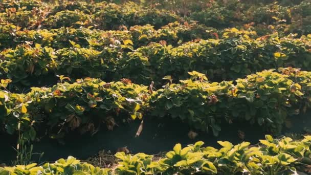 Footage Strawberry Plantation Morning Sunrise Light — Video Stock