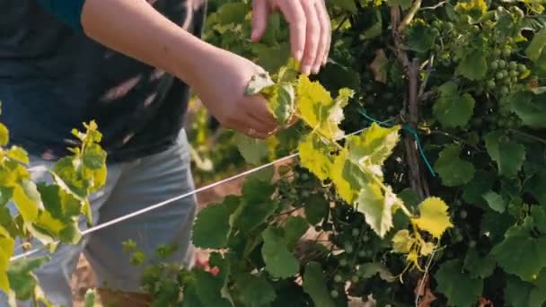 Footage Farmer Take Care Winery Yard — Vídeo de stock