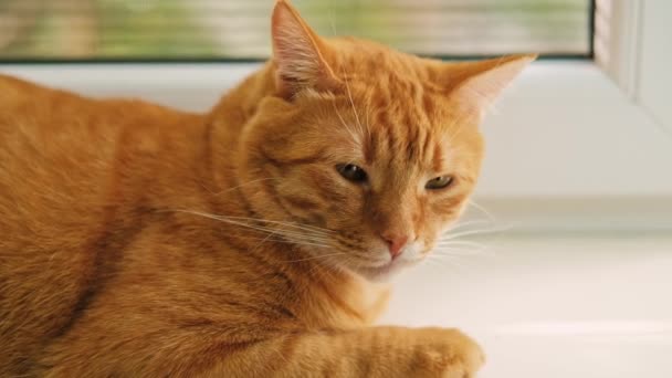 Footage Ginger Cat Laying Widow Looking Camera — Video