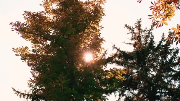 Footage Sunlight Trough Trees Autumn Time — Wideo stockowe