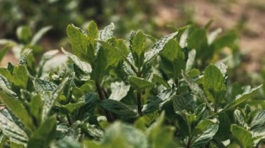 close up video of mint herb in garden.